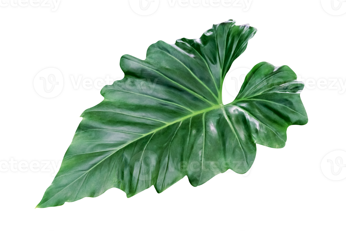 vert feuilles modèle de tropical feuille plante isolé png