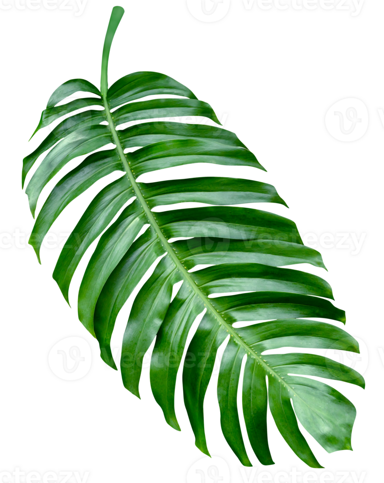 verde folhas padrão, folha monstera isolado png