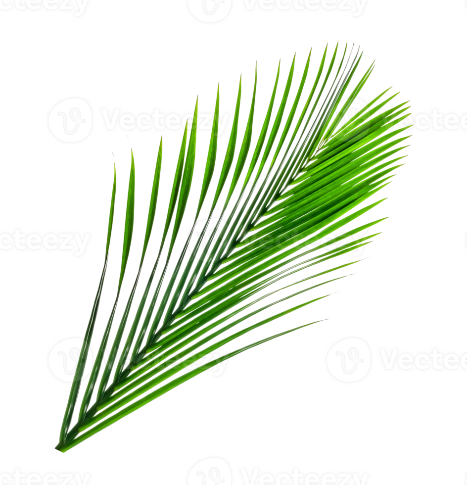 Green leaves pattern,leaf palm tree isolated png