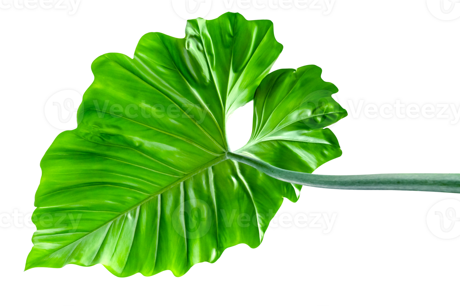 verde le foglie modello di tropicale foglia pianta isolato png