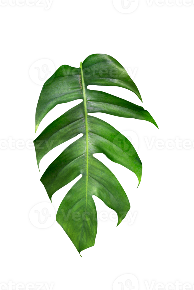 verde le foglie motivo, foglia Monstera isolato png