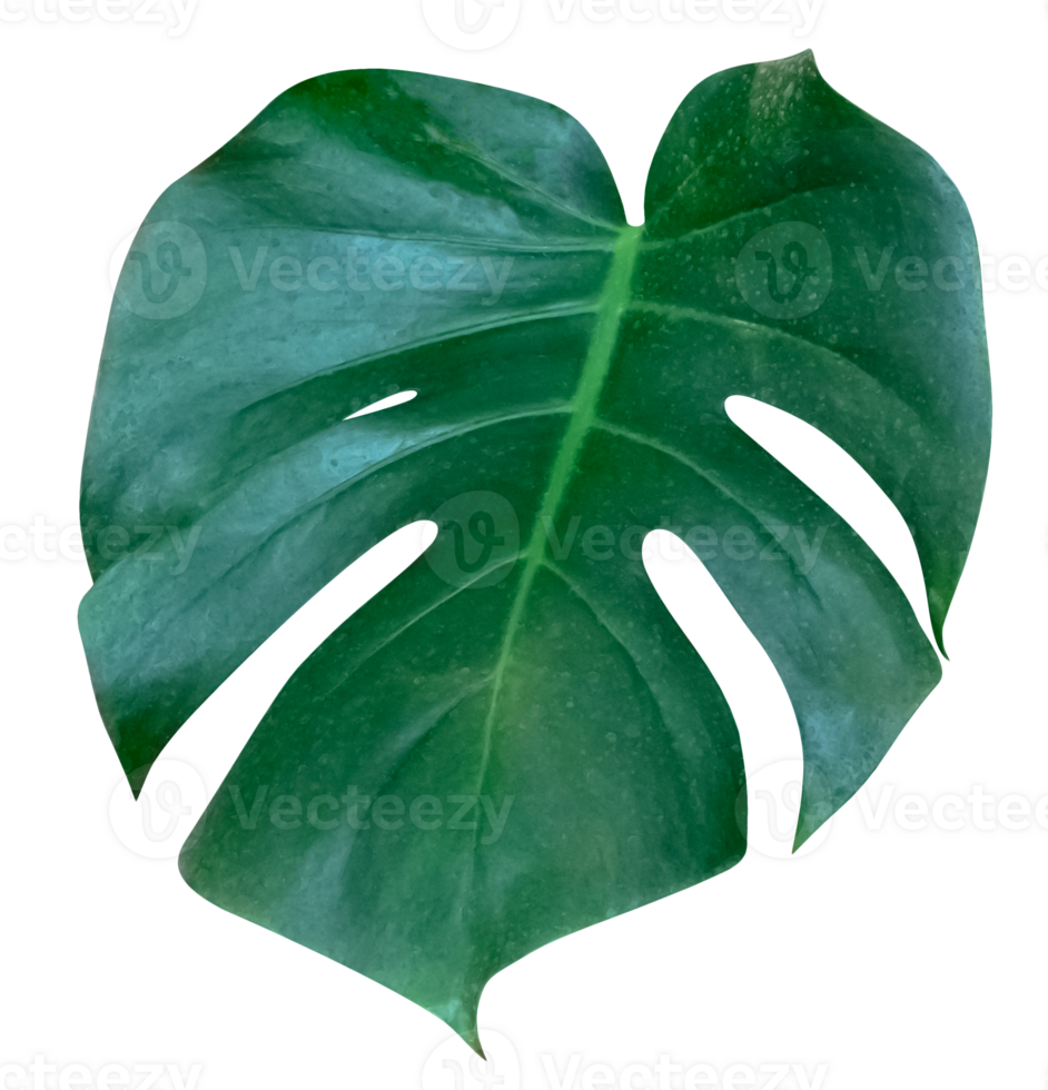 Green leaves pattern,leaf monstera isolated png