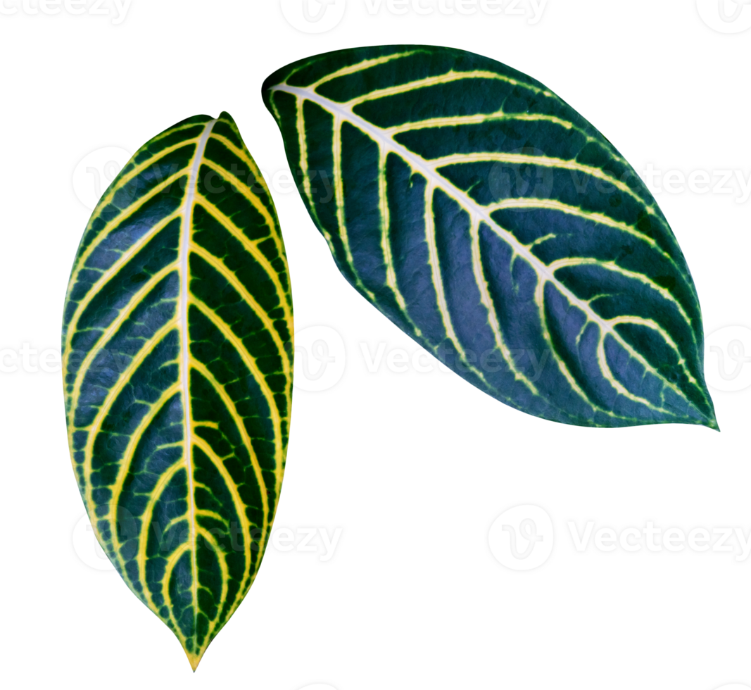 Green yellow leaves pattern of Sanchezia Speciosa Leonard,The Zebra Plant leaf plant isolated png