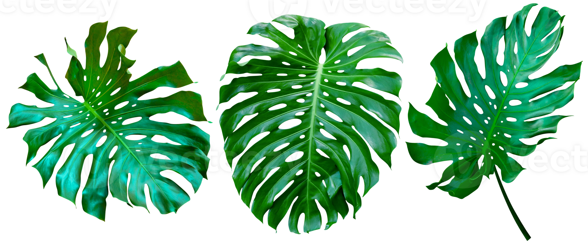 Green leaves pattern,collection leaf monstera isolated png