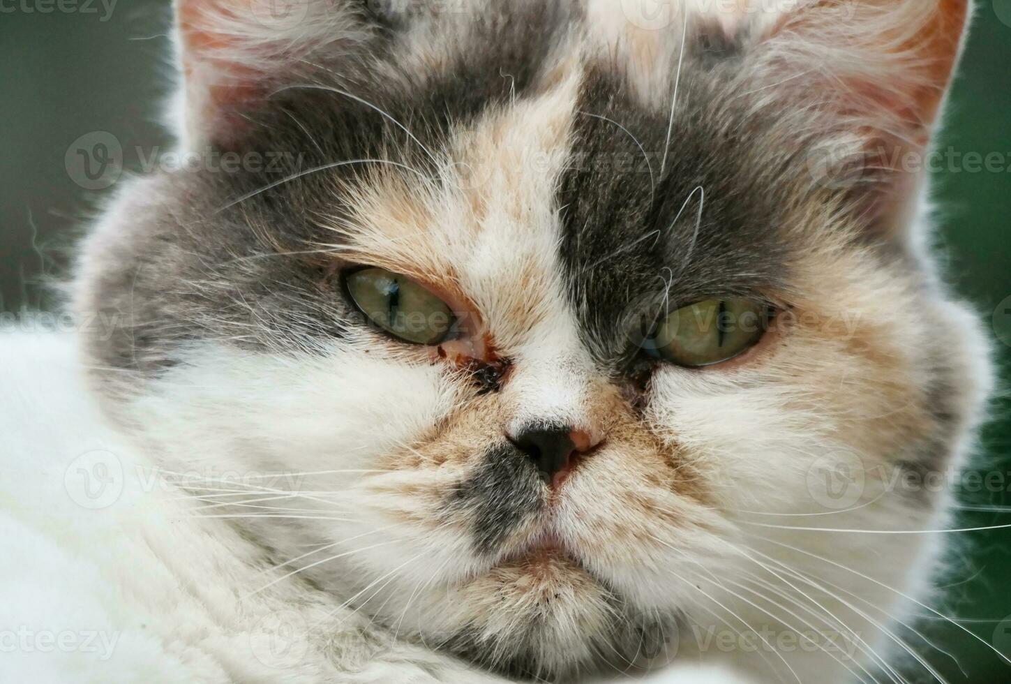 Cute Persian Cat is Posing in a Home Garden at Luton Town of England UK photo