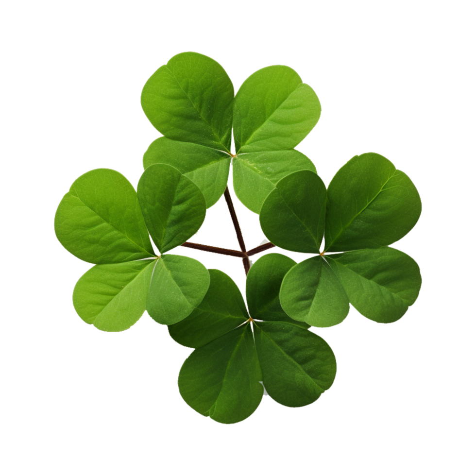Green four-leaf clover leaf png