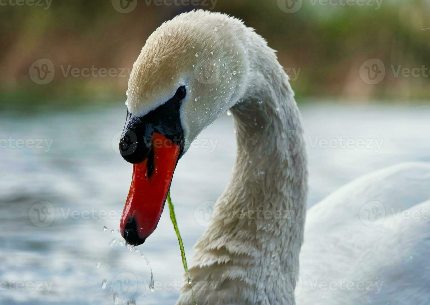 más hermosa imagen de blanco británico cisne en el lago de milton Keynes Inglaterra Reino Unido. foto