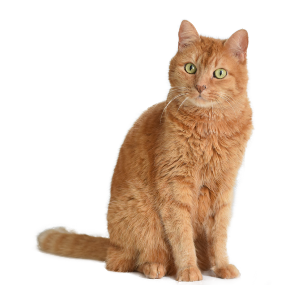 Somali Cat PNG transparent background AI Generative