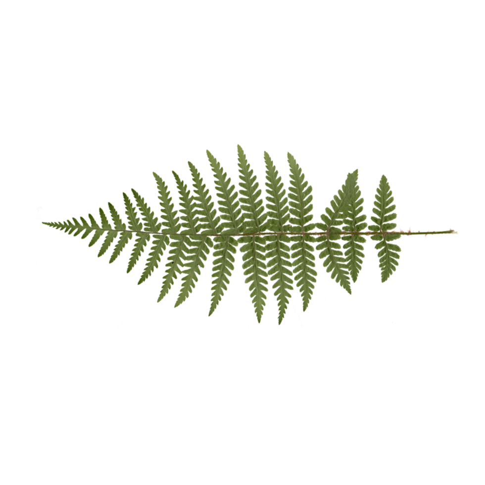 Fern Leaf Transparent,Fern Tree AI Generative png