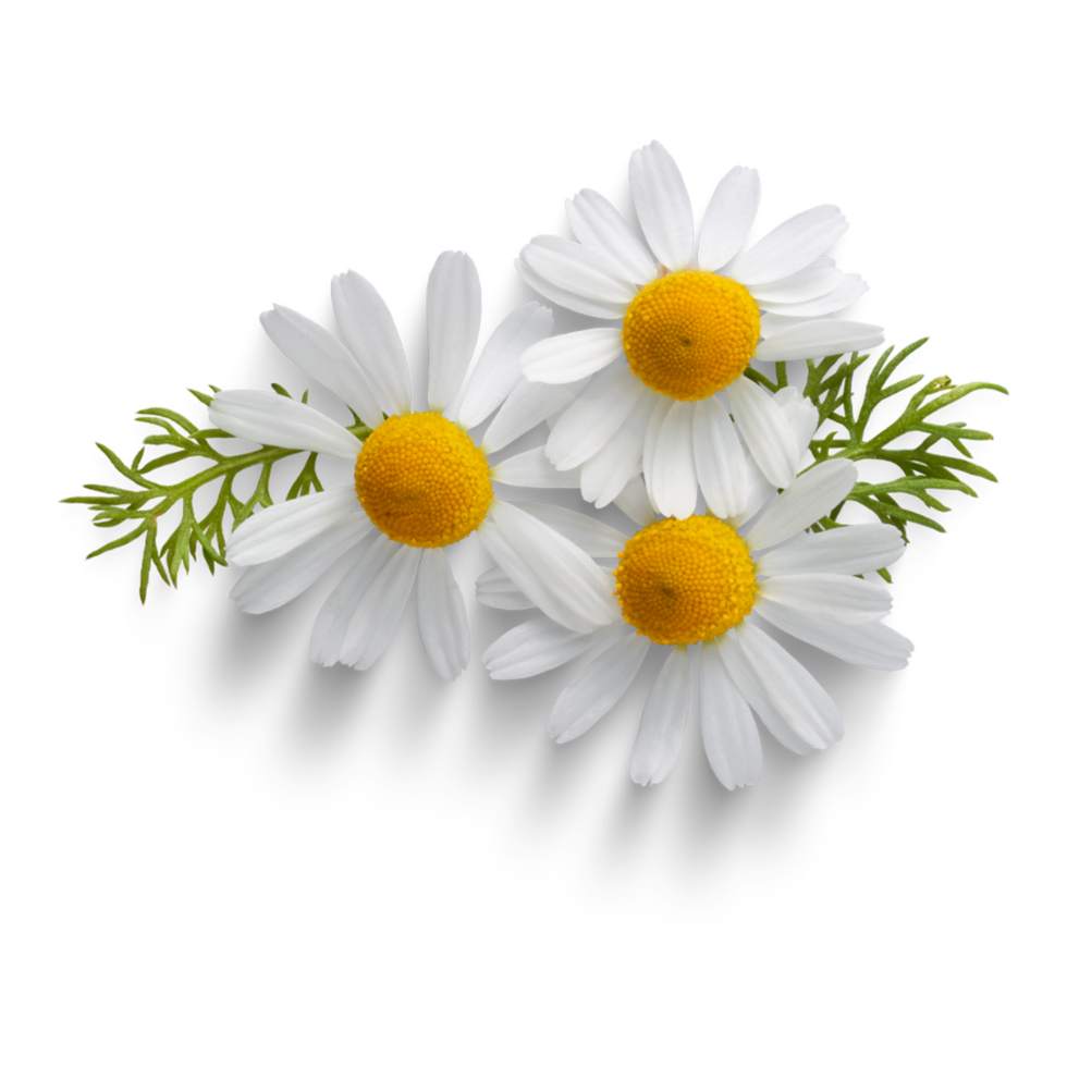 Chamomile Plant transparent background AI Generative png