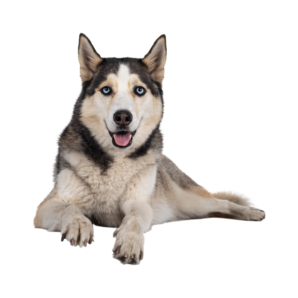 Siberisch schor hond ras transparant achtergrond png
