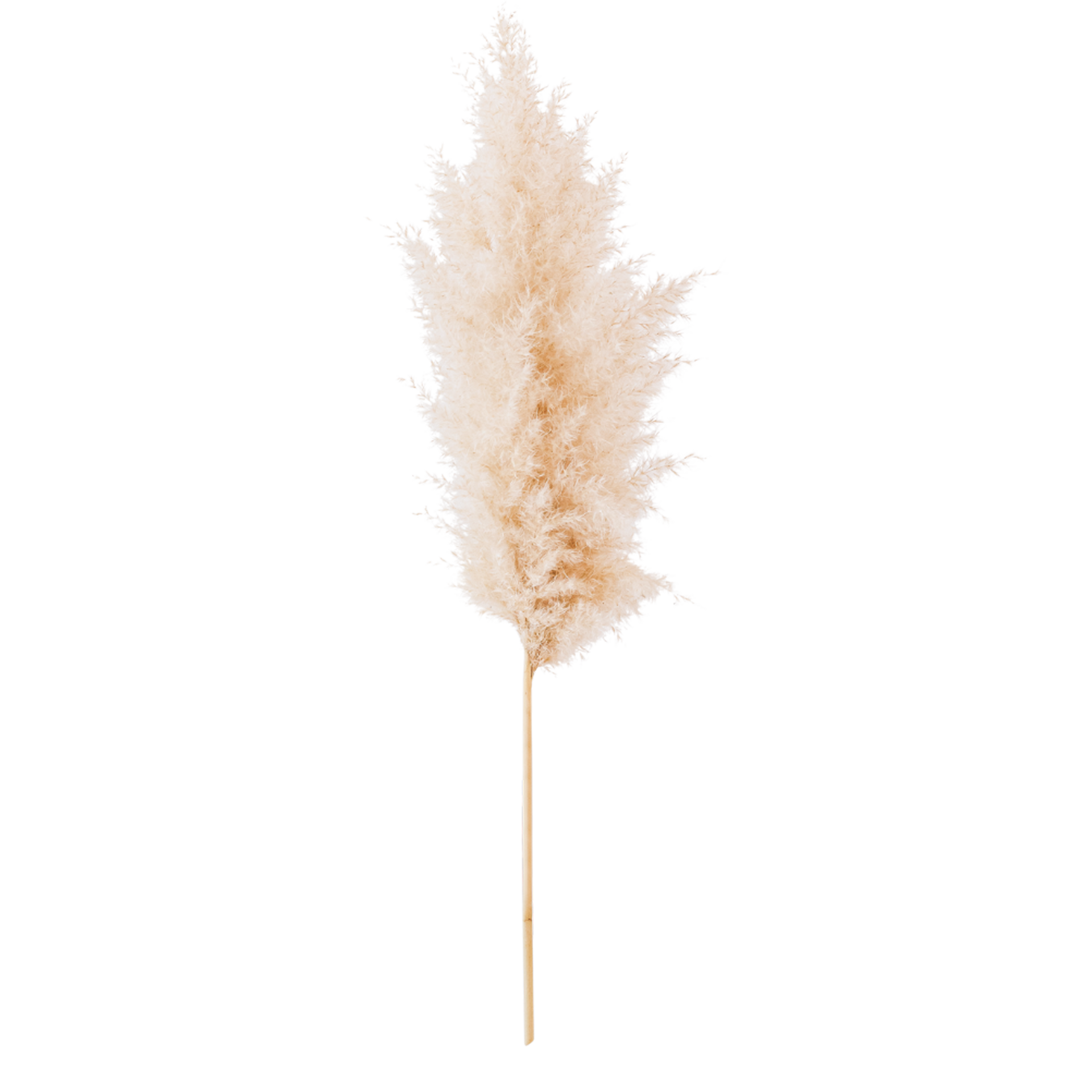 pampas grass branch on white background.Dried Pampas Grass AI