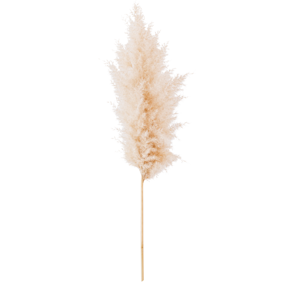 pampas grass branch on white background.Dried Pampas Grass AI Generative png