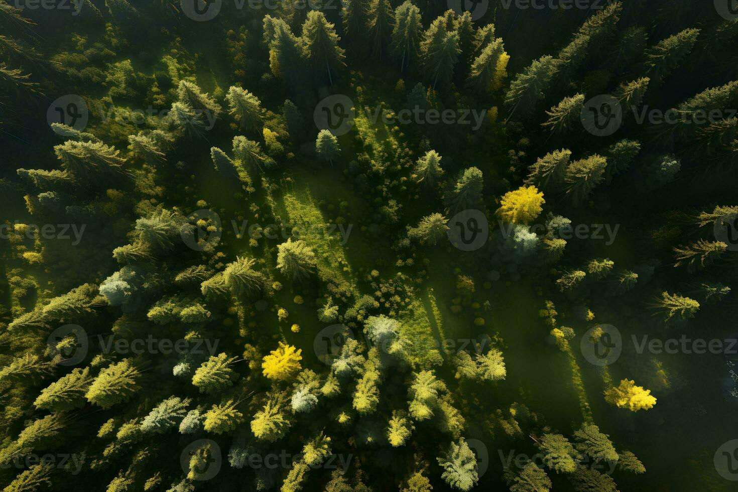 Aerial top view forest tree, Rainforest ecosystem and healthy environment concept and background, AI generate photo