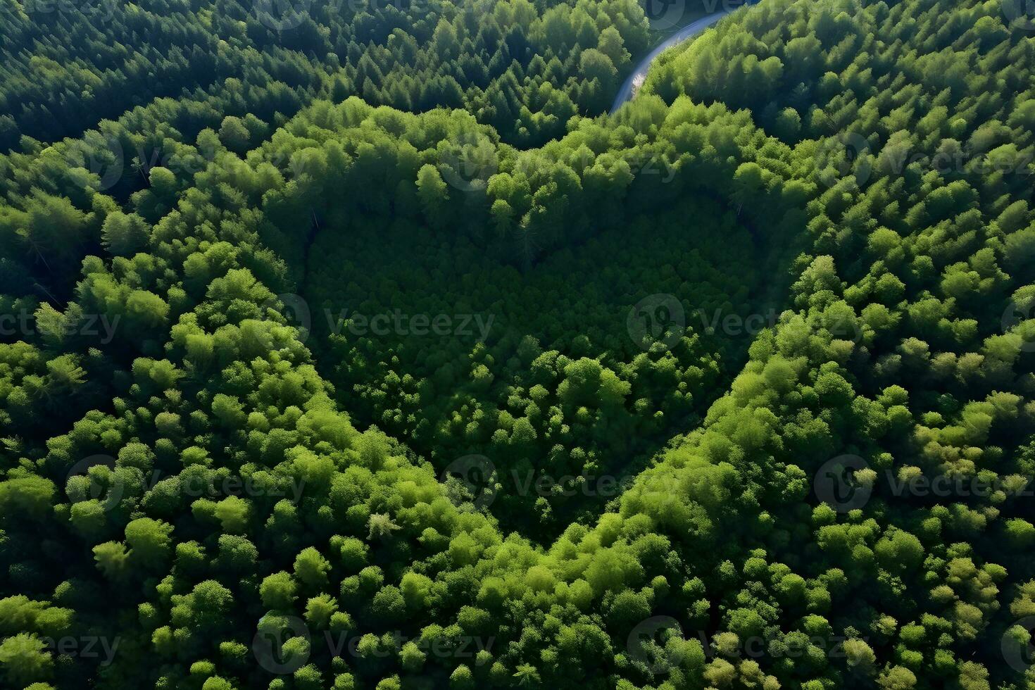 Aerial top view heart shaped forest tree, Rainforest ecosystem and