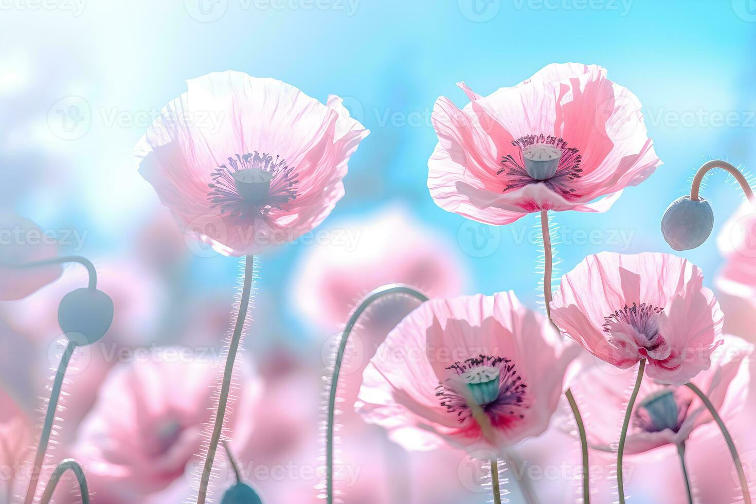 Pink poppies in the field spring flower with blurred background, ai generate photo