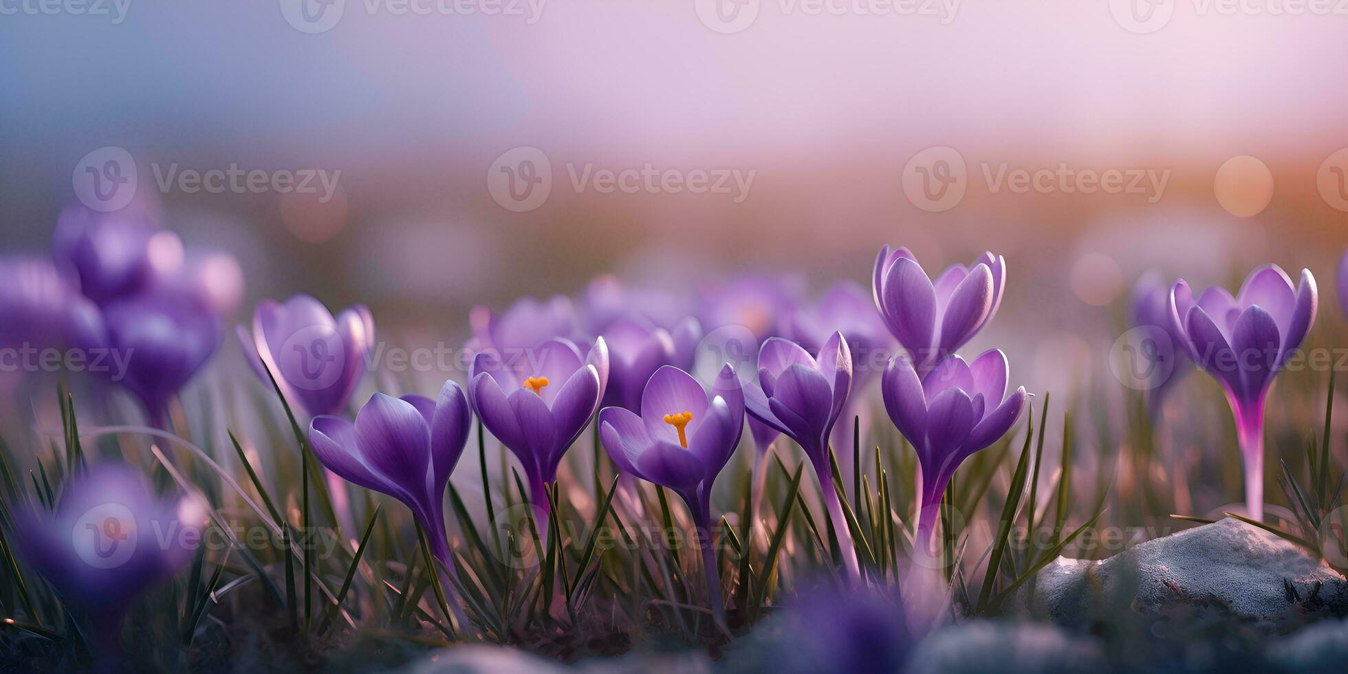 Purple crocus flowers in field, ai generate photo