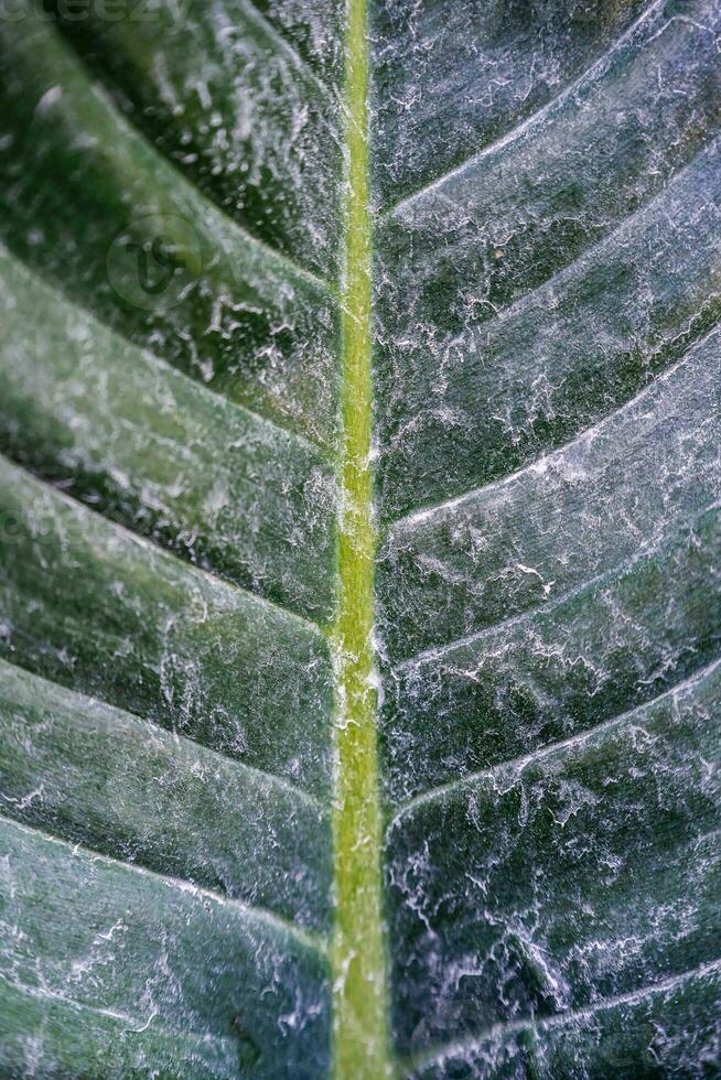 The Abstract of The Stripes Crystal Anthurium Leaf with dust photo