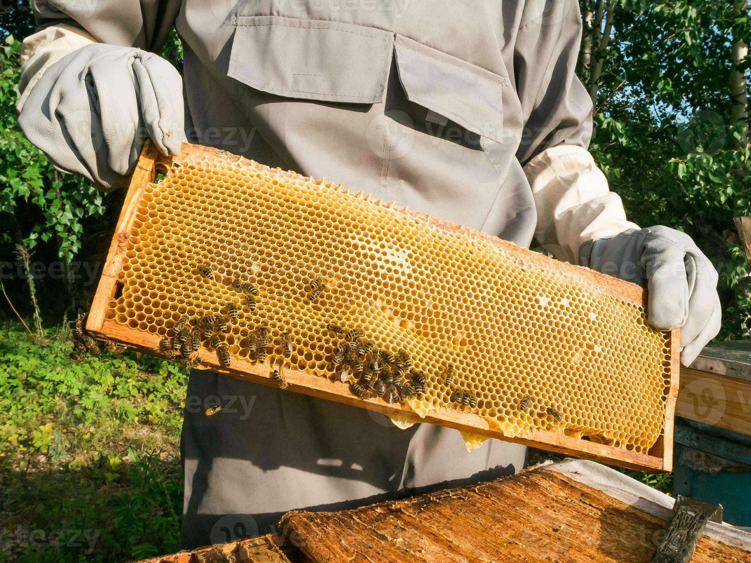Beekeeper removing from beehive. Person in beekeeper suit
