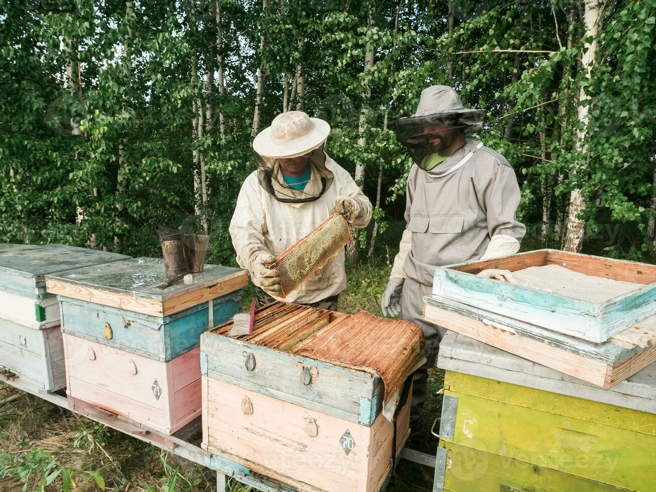 Beekeeper holds a honey cell with bees in his hands. Apiculture and apiary concept photo