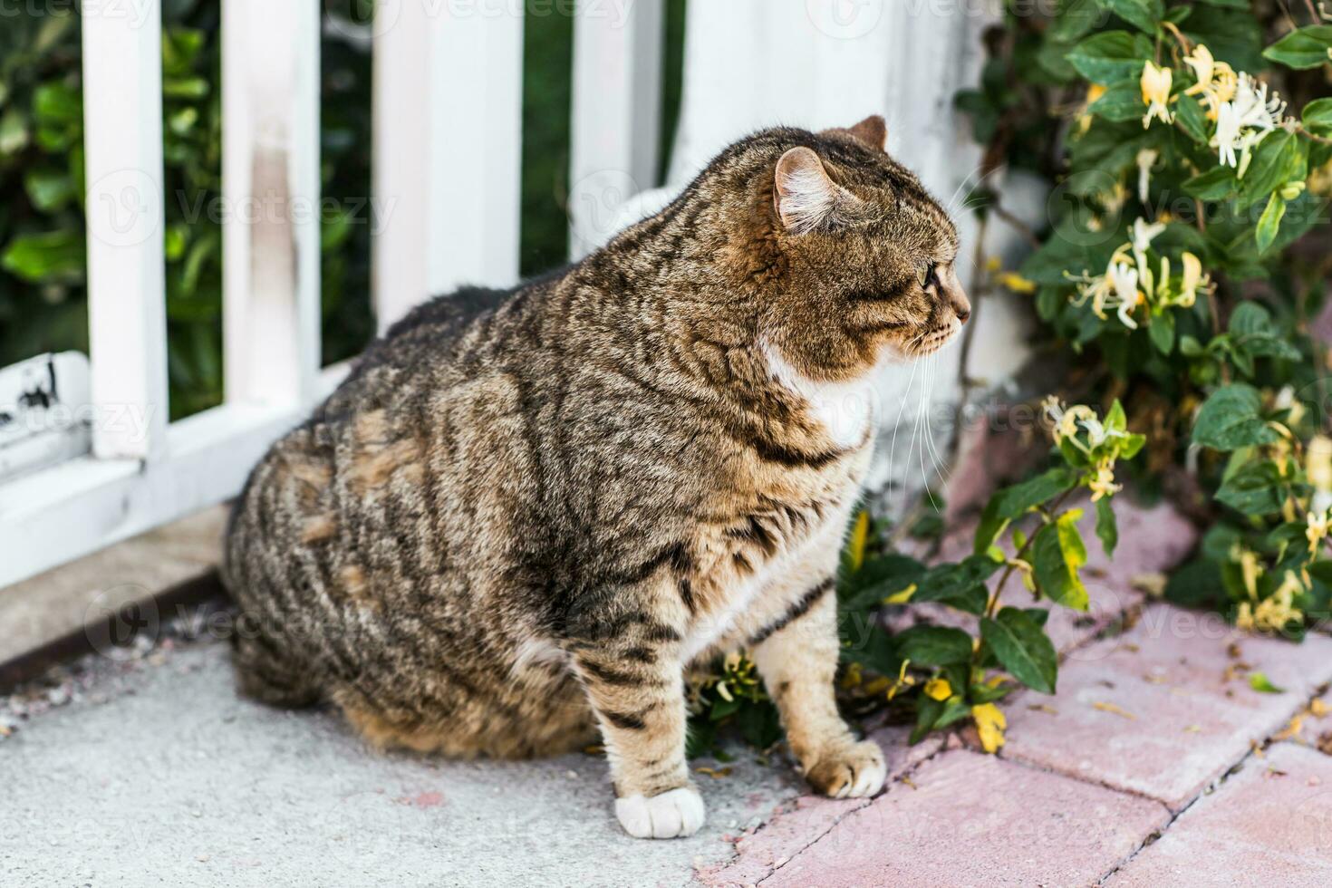 fat lazy cat photo