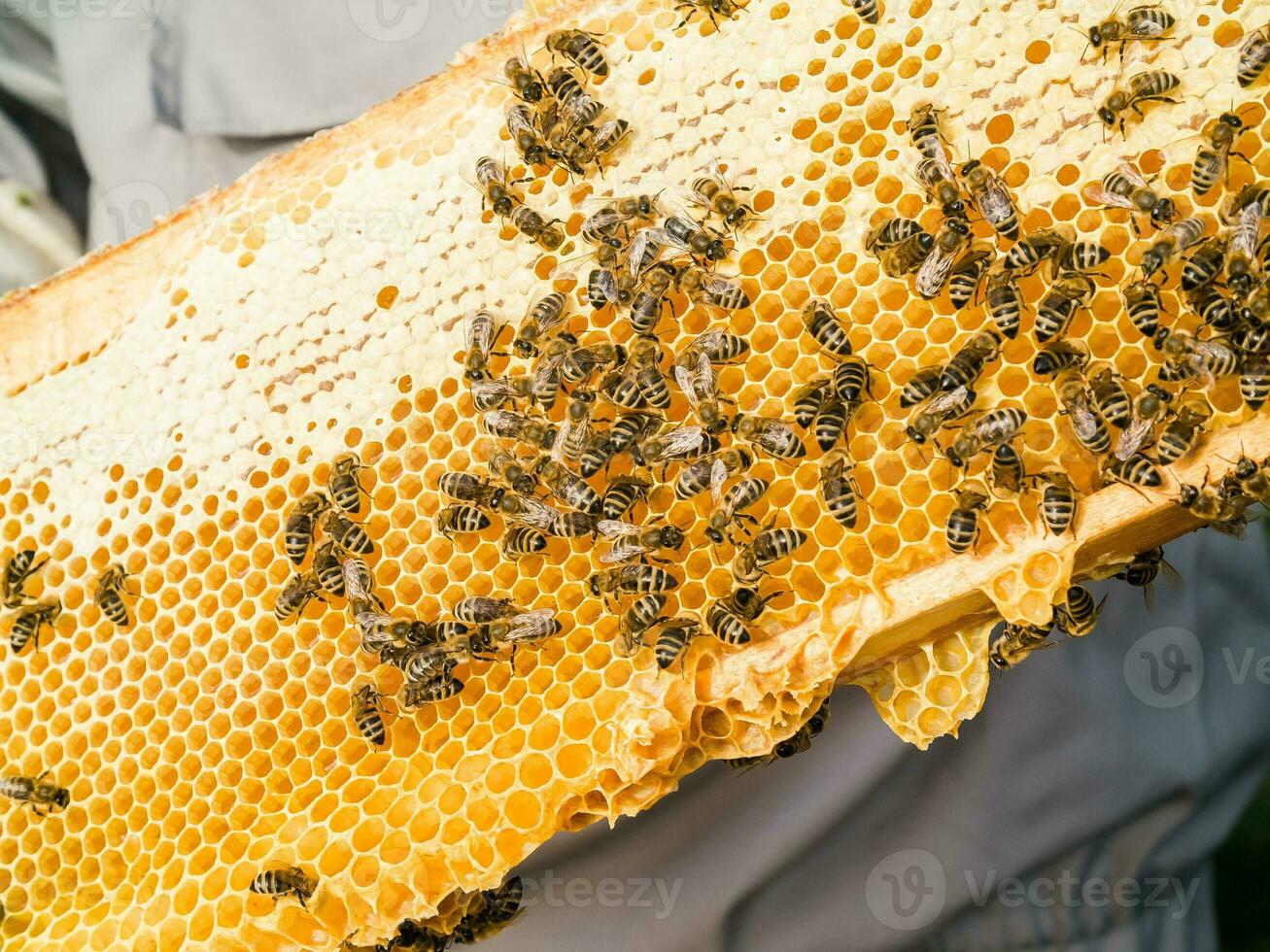 Bee honeycombs with honey and bees. Apiculture close up photo