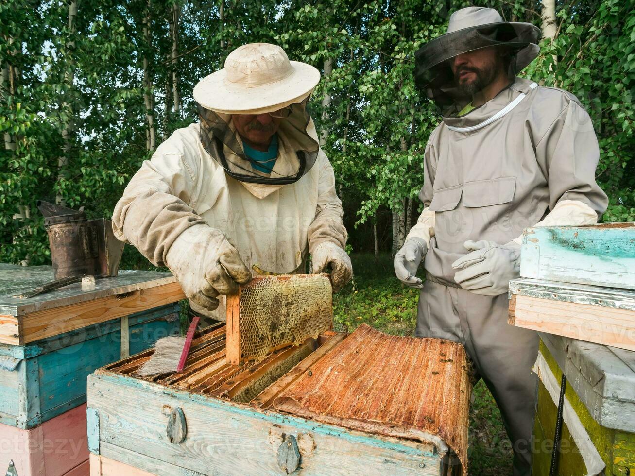 Beekeepers inspecting honeycomb frame at apiary at the summer day. Man working in apiary. Apiculture. Beekeeping concept. photo