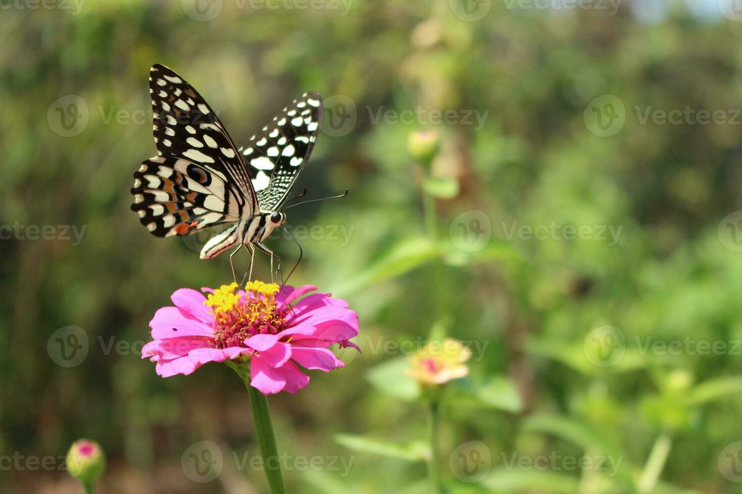 beautiful black and white butterfly photo