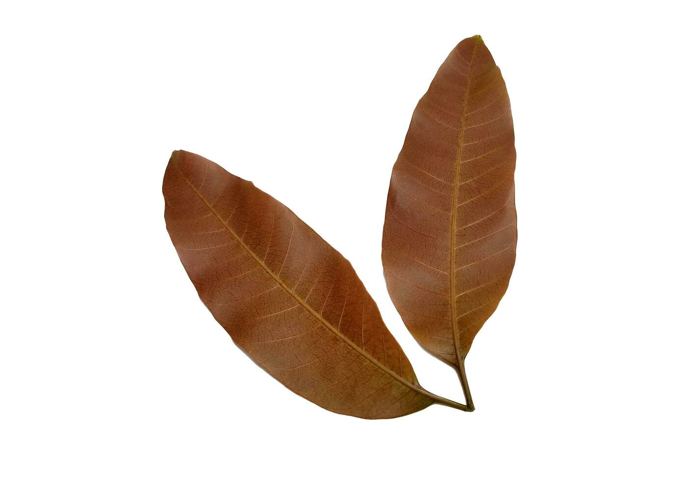 Young mango leaves isolated on white background photo