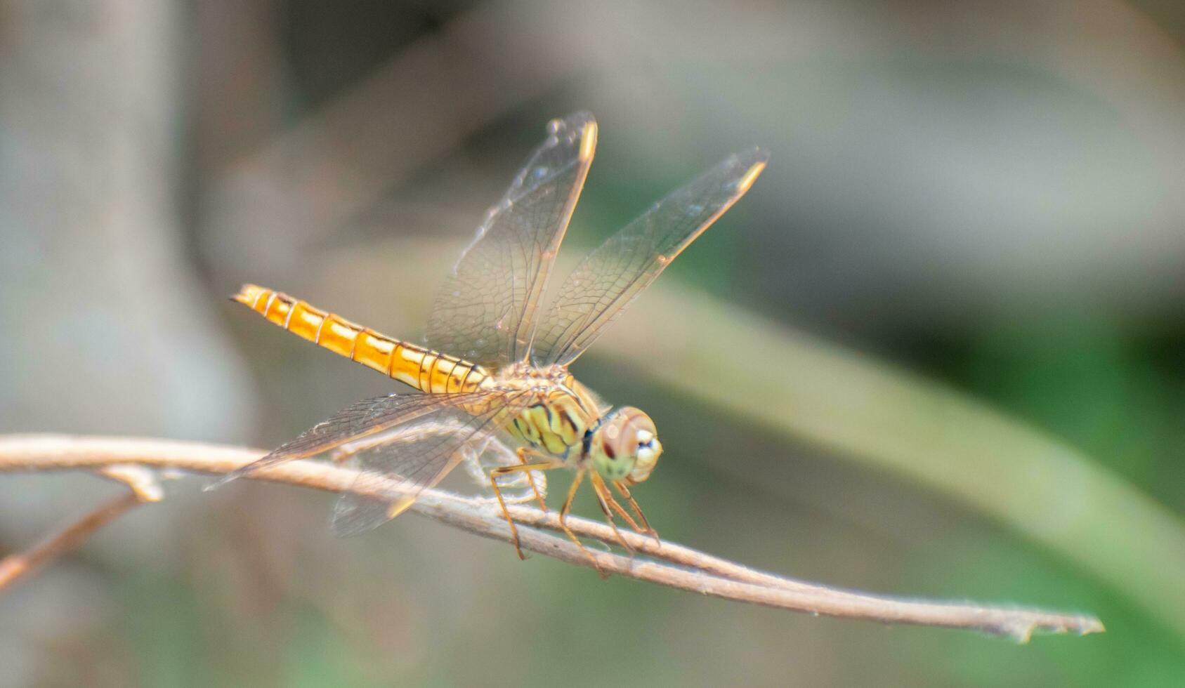 Grasshoppers are a group of insects belonging to the suborder Caelifera.Grasshoppers are typically ground-dwelling insects with powerful hind legs. photo