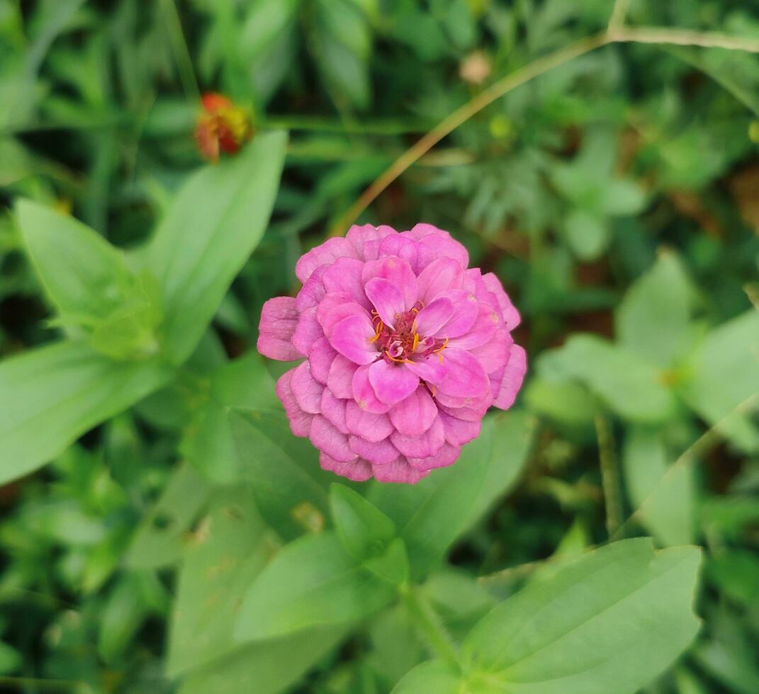 Asteraceae is a family of annual blooming plants that includes Zinnia elegans, Zinnia violacea, youth and age, common zinnia, and beautiful zinnia. photo