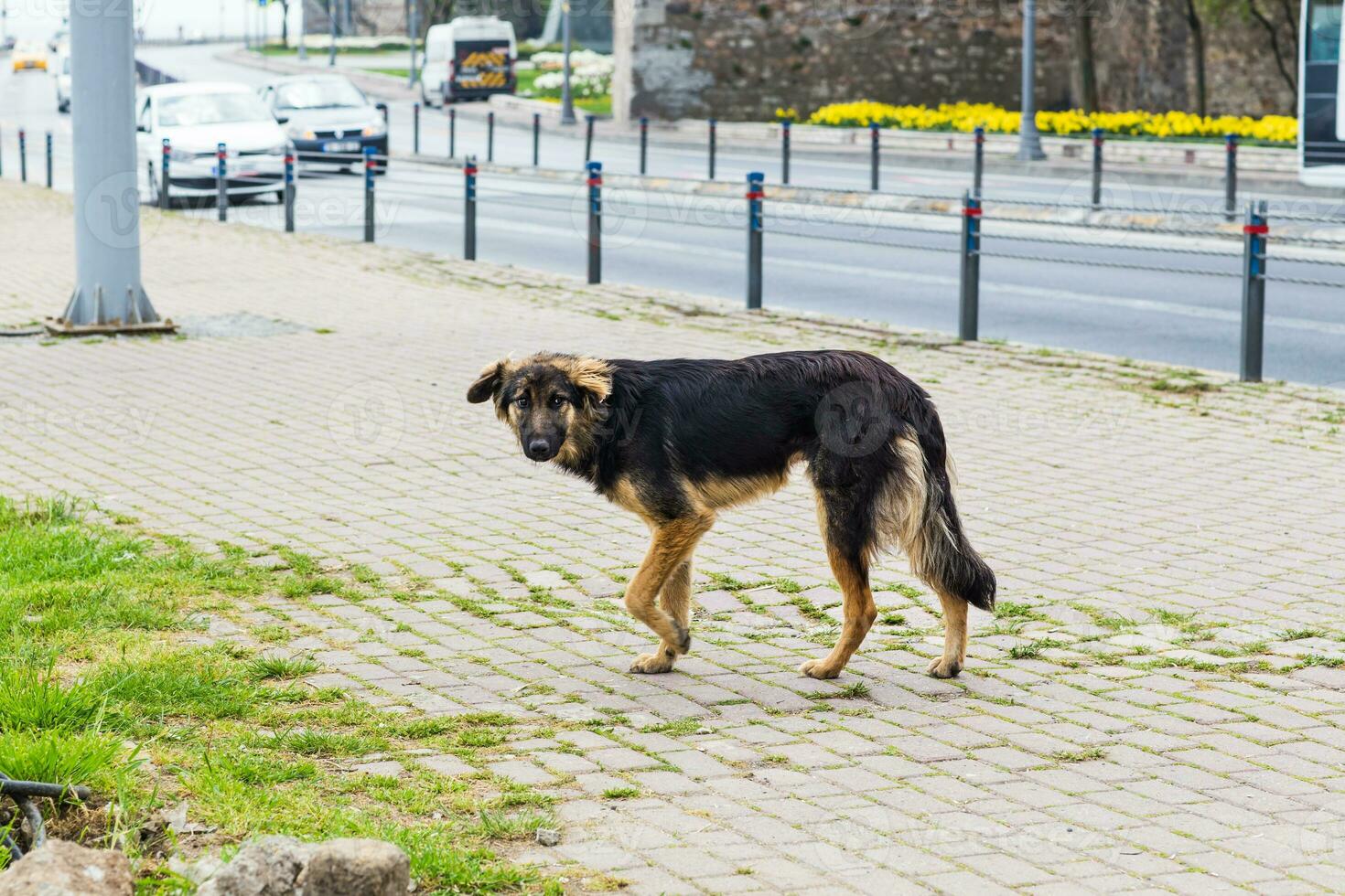 Sad street dog photo