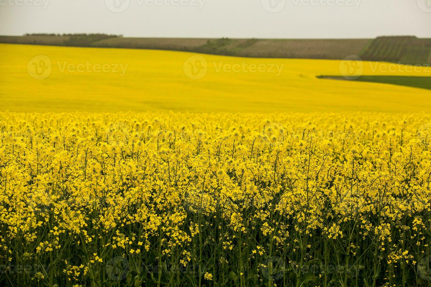 Rapeseed field with yellow. canola field in bloom in spring. Plant for green energy. Biofuel produced from rapeseed photo