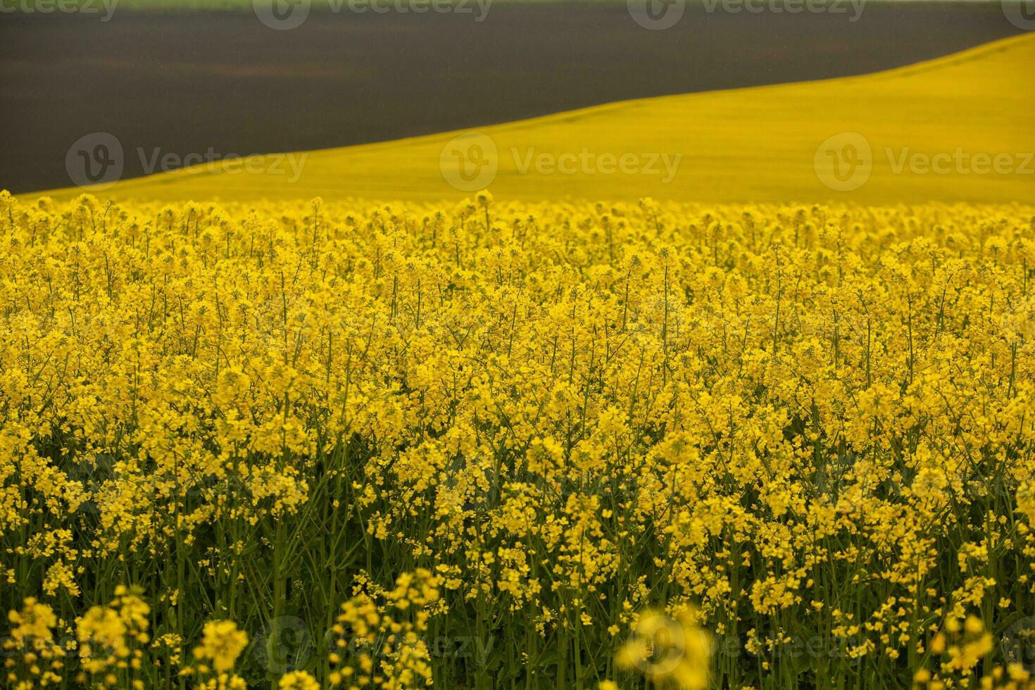Rapeseed field with yellow. canola field in bloom in spring. Plant for green energy. Biofuel produced from rapeseed photo