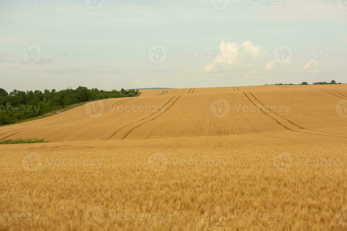 Wheat field and blue sky. Agricultural landscape with ears of wheat. photo
