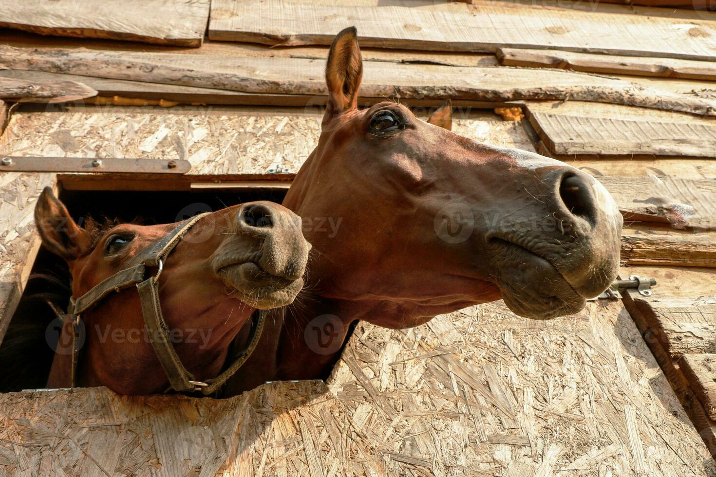 a horse with a foal peeking out of the stall, view from below photo