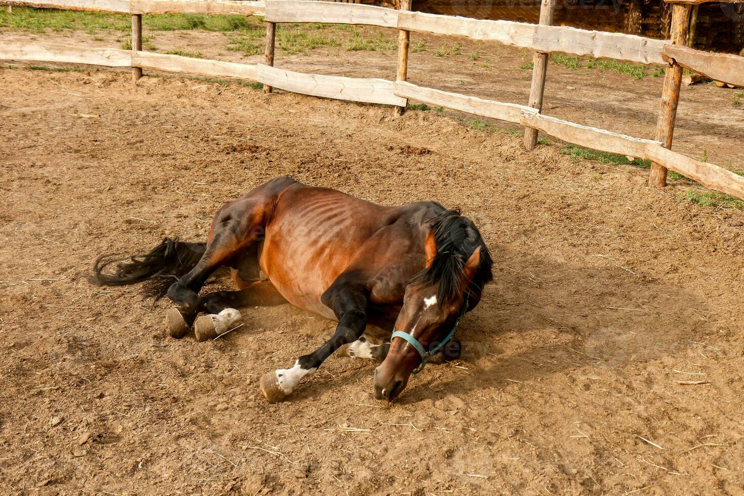 a beautiful thoroughbred stallion lies in a paddock photo