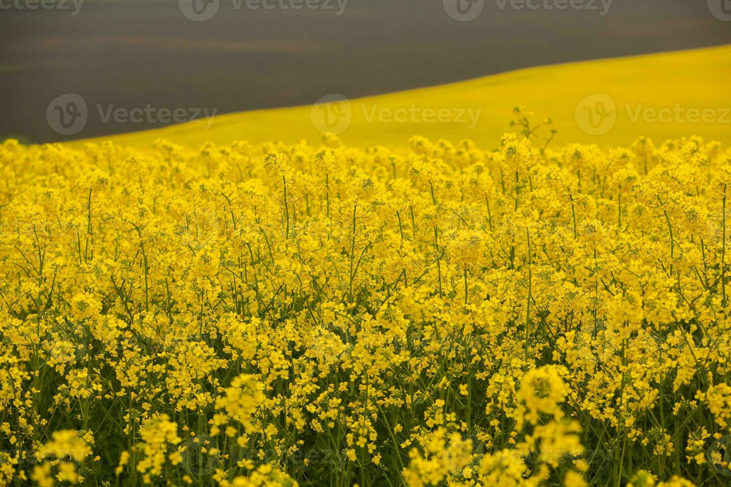 Rapeseed field with yellow. canola field in bloom in spring. Plant for green energy. Biofuel produced from rapeseed photo