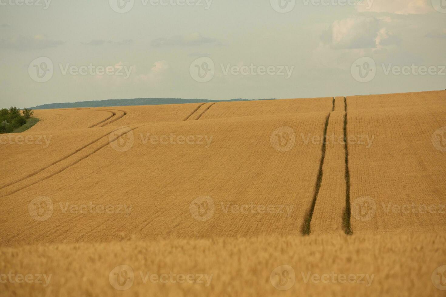 trigo campo y azul cielo. agrícola paisaje con orejas de trigo. foto