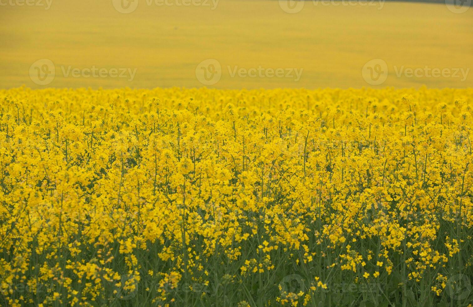 Rapeseed field with yellow. canola field in bloom in spring. Plant for green energy. Biofuel produced from rapeseed photo