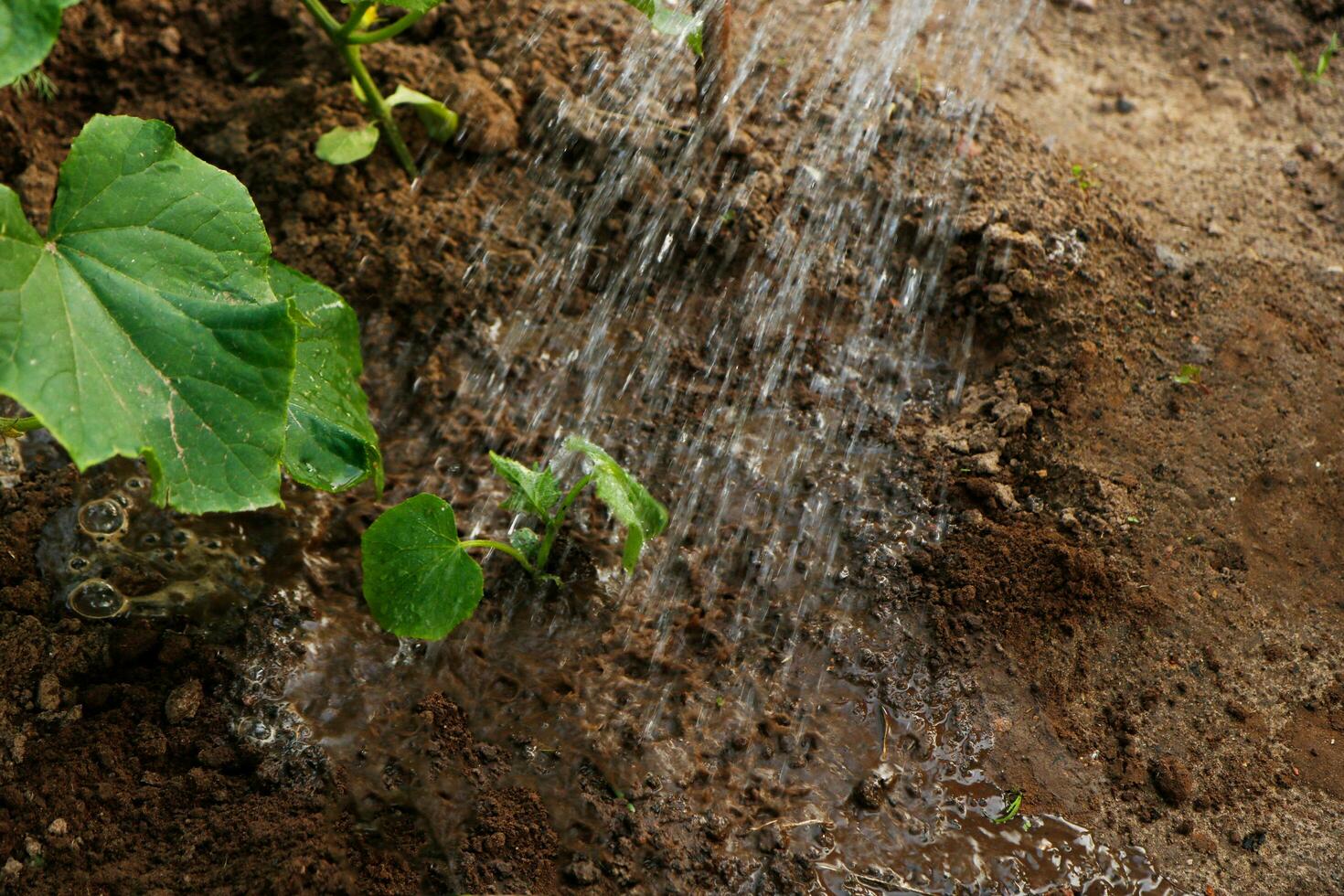 planted seedlings of cucumbers under jets of water photo