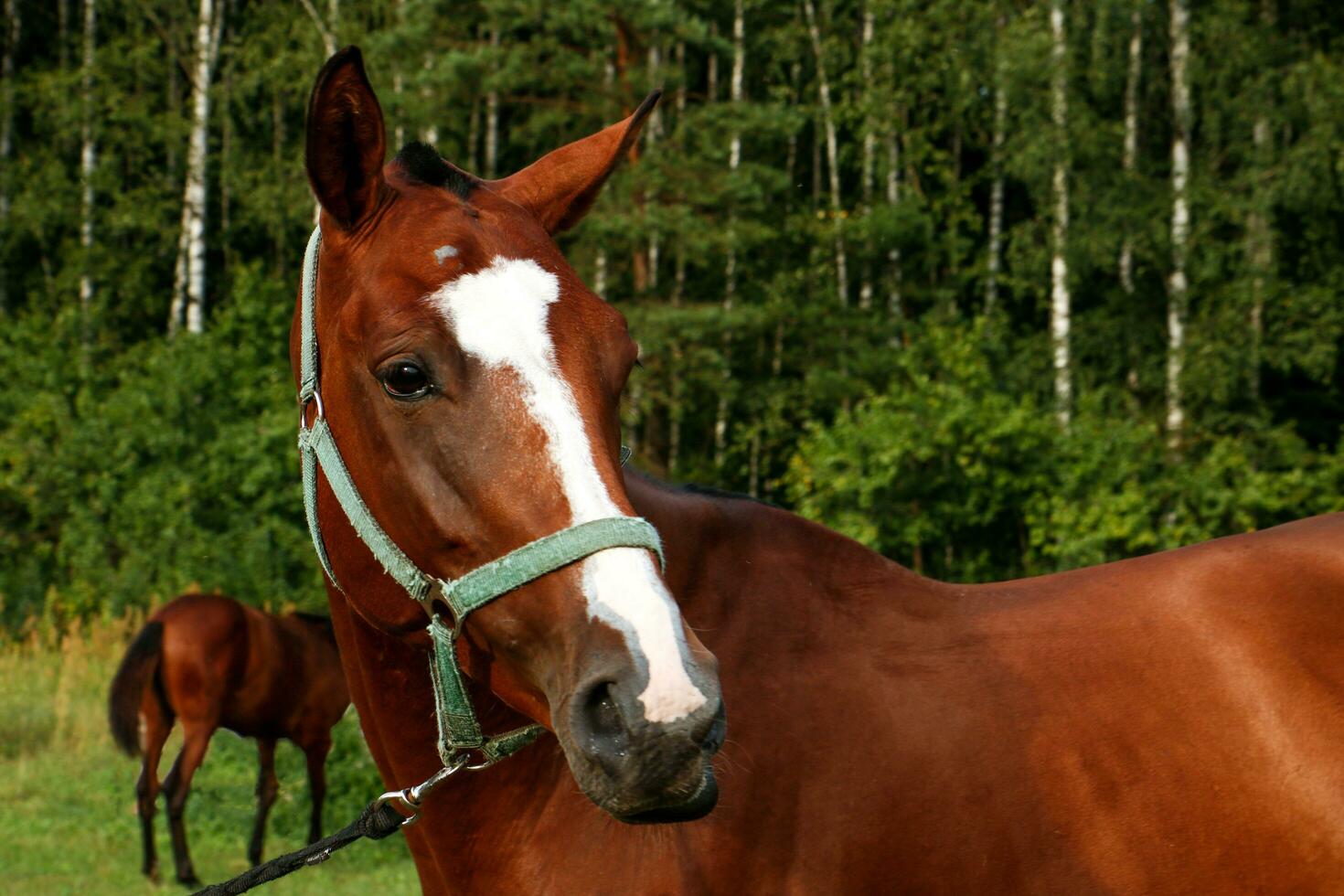 retrato de un pura sangre caballo de un marrón color en contra el fondo de un bosque con un potro en el antecedentes foto