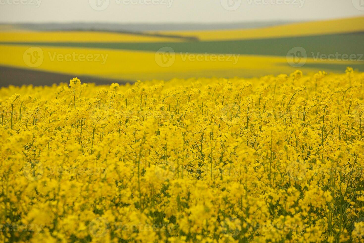 Rapeseed field with yellow. canola field in bloom in spring. Plant for green energy. Biofuel produced from rapeseed photo