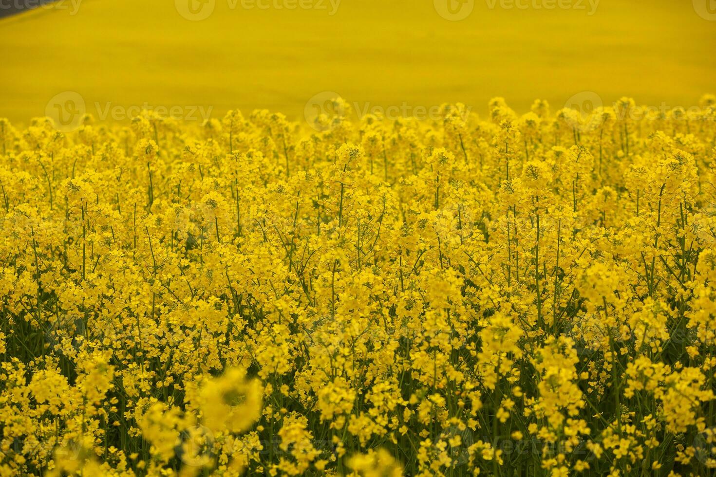 Rapeseed field with yellow. canola field in bloom in spring. Plant for green energy. Biofuel produced from rapeseed photo
