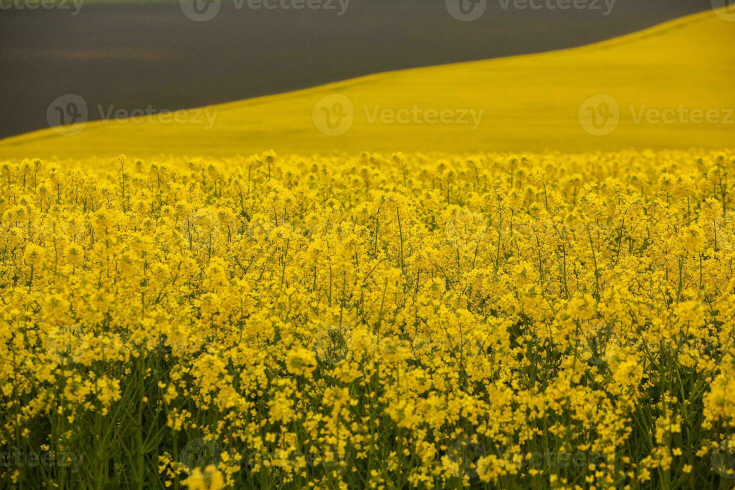Rapeseed field with yellow. canola field in bloom in spring. Plant for green energy. Biofuel produced from rapeseed photo
