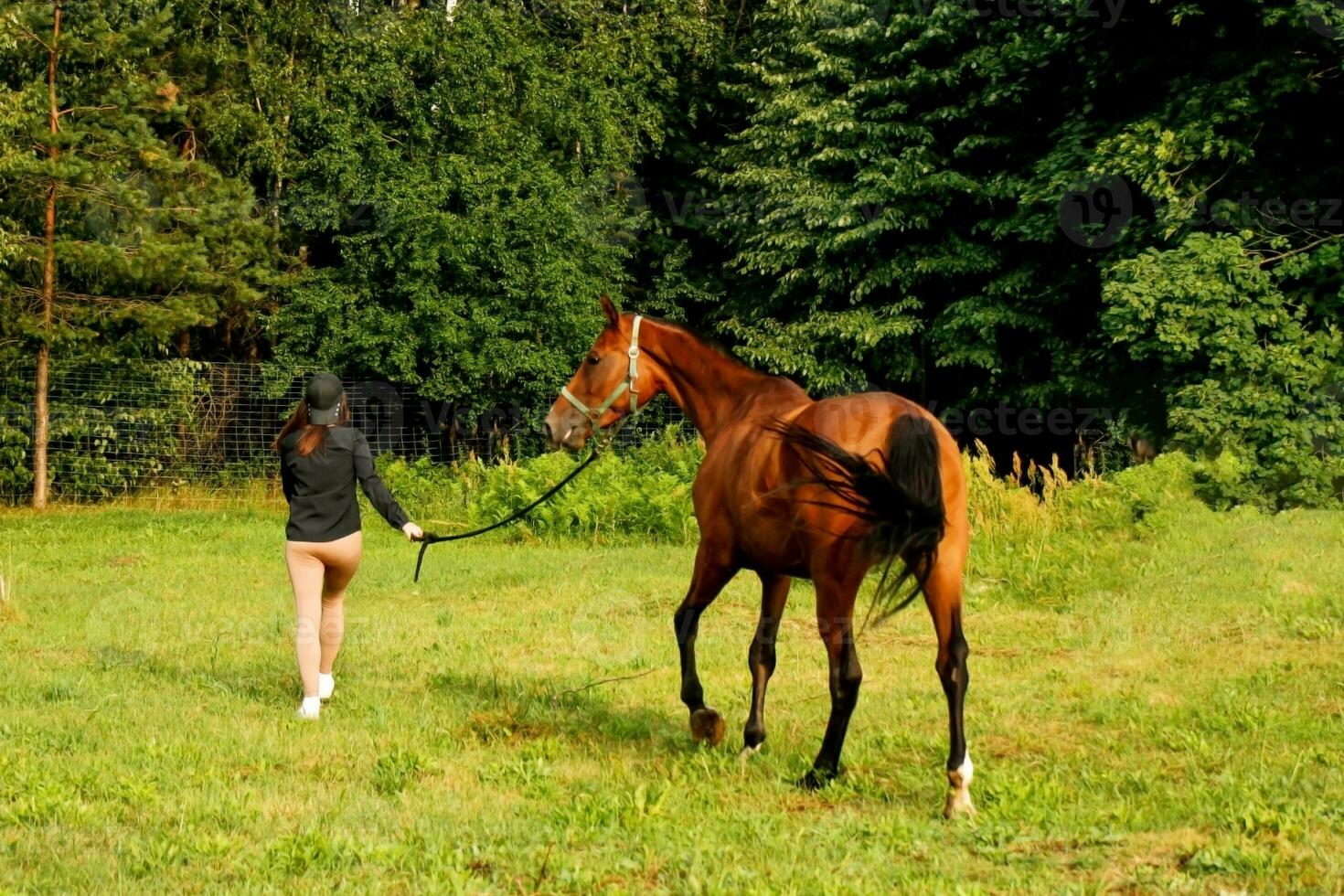 girl on a walk with a beautiful brown horse on a summer evening near the forest photo