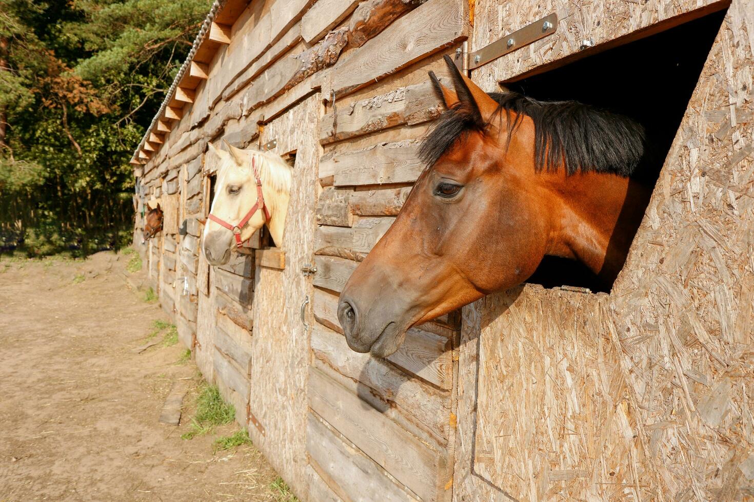 portrait of a nightingale horse looking out of a stall window. photo