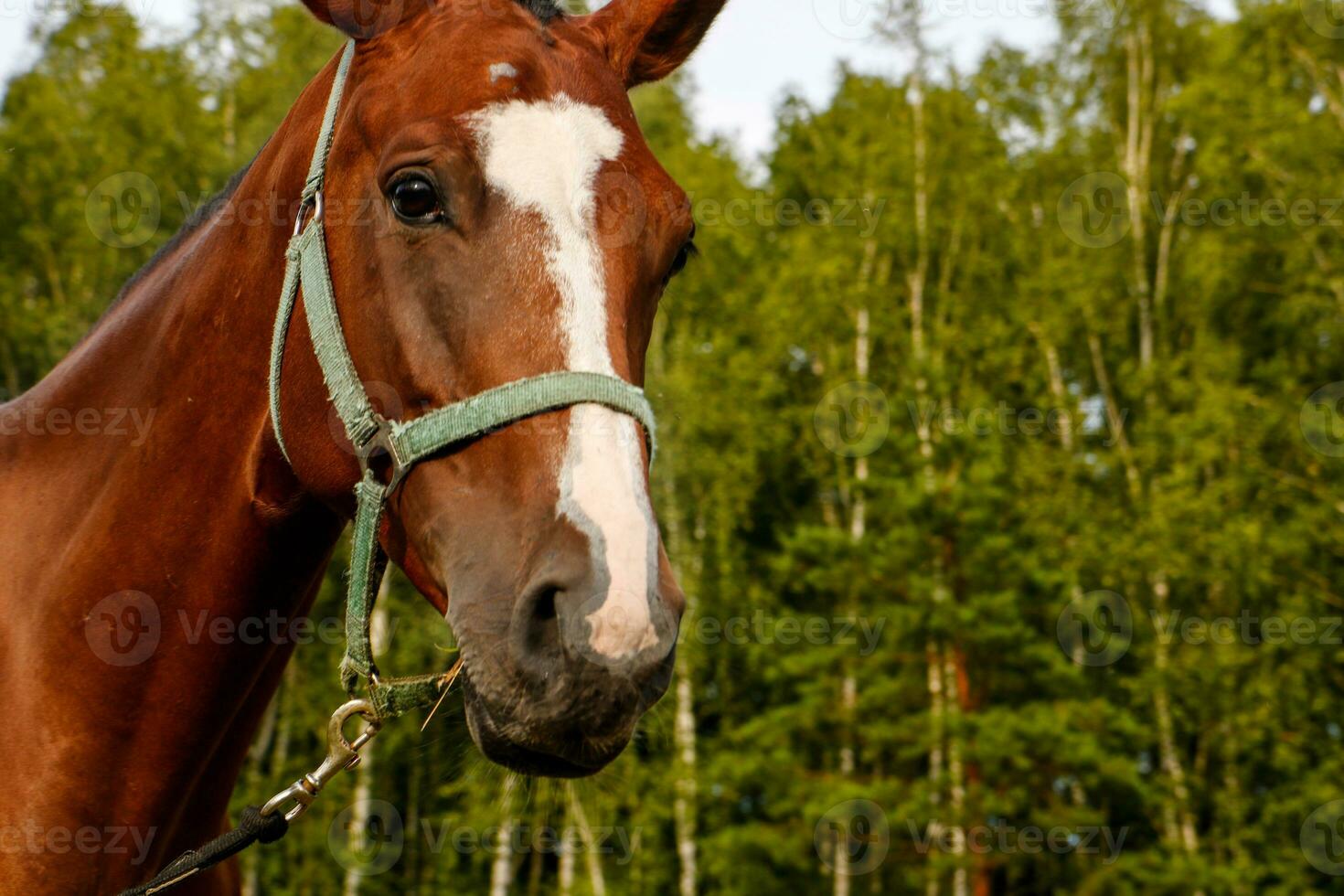 portrait of a horse on the background of the forest photo