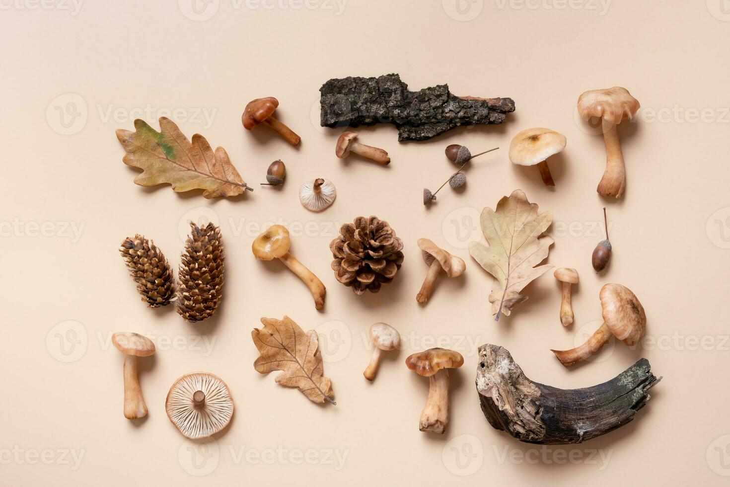 Autumn monochrome beige background with mushrooms and cones, autumn leaves flat lay, top view. photo