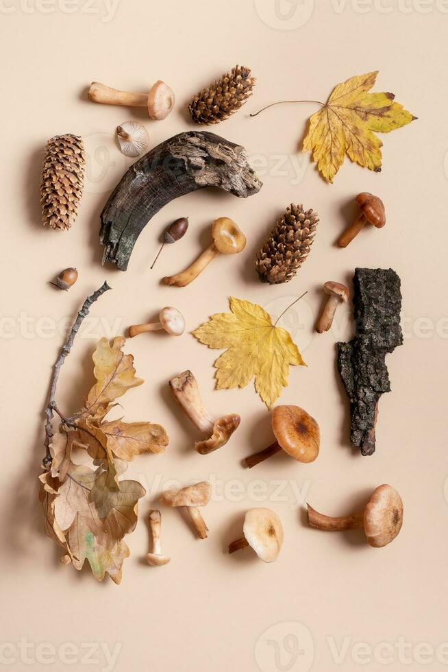 Pumpkin, mushrooms and autumn leaves on beige background. Autumn still life photo